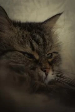 Sleepy cat Stock Photos