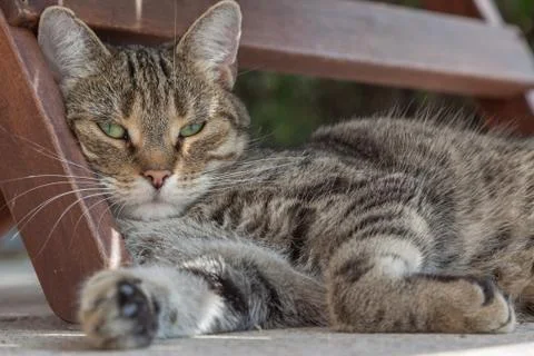 Sleepy cat Stock-Fotos