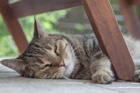 Sleepy cat Stock-Fotos