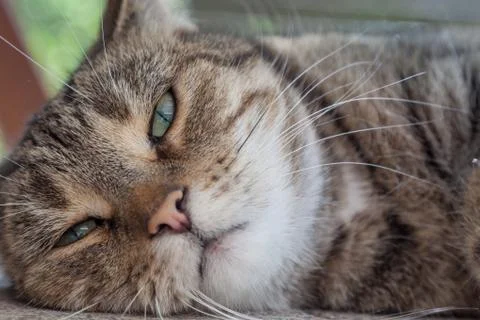 Sleepy cat Stock-Fotos