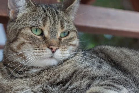Sleepy cat Stock-Fotos