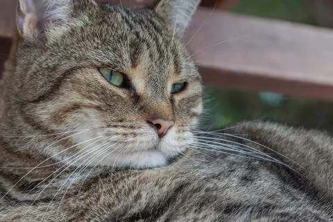 Sleepy cat Stock-Fotos