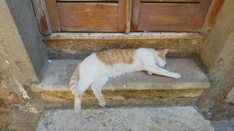 Sleepy cat Stock Photos