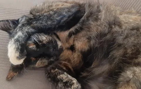 Sleepy Cat 写真素材