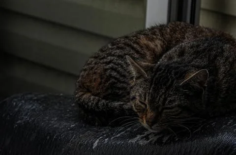 Sleepy cat Stock Photos