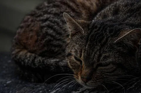 Sleepy cat Stock Photos