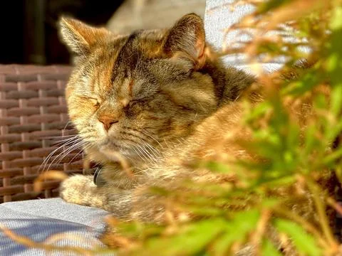 Sleepy cat Stock Photos