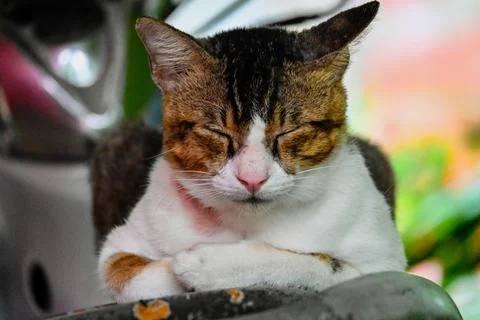 Sleepy cat Stock Photos