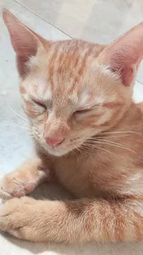 Sleepy Cat Foto stock