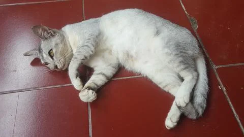 Sleepy Cat 스톡 사진