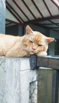 Sleepy cat Stock Photos