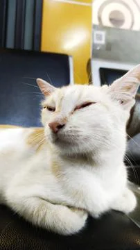 Sleepy cat Stock Photos