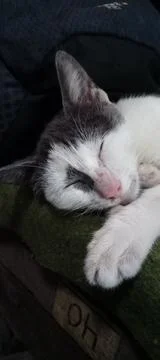 Sleepy Cat Stock Photos