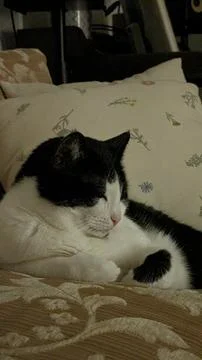 Sleepy cat Stock Photos
