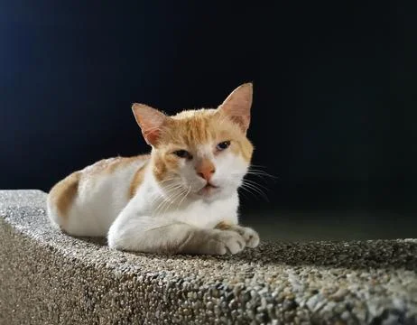 Sleepy cat Stock Photos