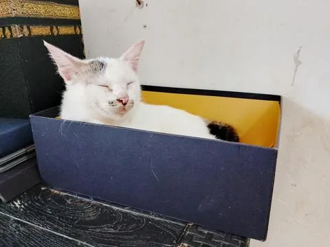 Sleepy cat Stock Photos