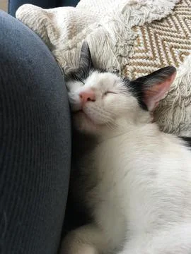 Sleepy cat Foto stock