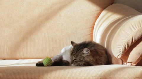 A sleepy cat reluctantly plays with a multi-colored ball Stock Footage 104851044