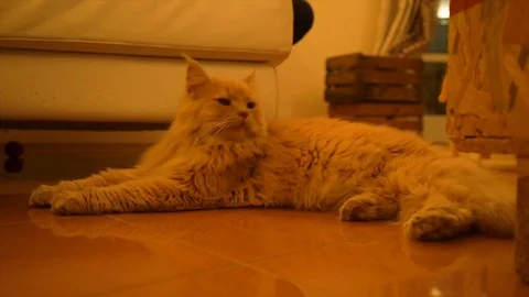 Sleepy cat is resting Stock Footage 95654685