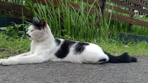 Sleepy Cat Resting on Grassy Roadside with Gentle Wind Motion Stock Footage 329096547