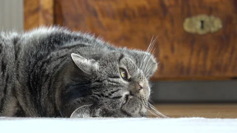 Sleepy cat resting at home. Stock Footage 159541069