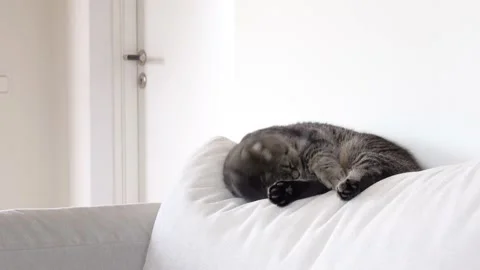 Sleepy cat resting at home on sofa. Stock Footage 178549022
