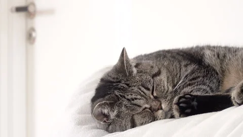 Sleepy cat resting at home on sofa. Stock Footage 178558229
