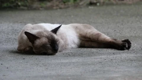 A sleepy cat resting peacefully. Stock Footage 163174571