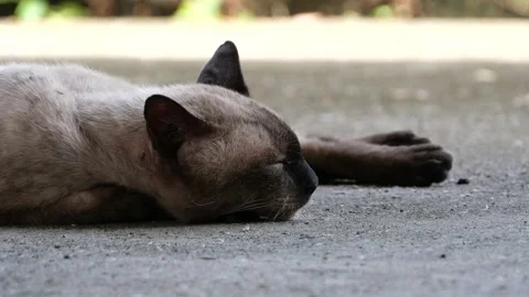 A sleepy cat resting peacefully. Stock Footage 163174572