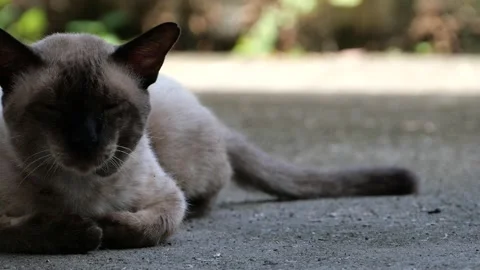 A sleepy cat resting peacefully. Stock Footage 163174610