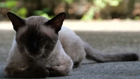 A sleepy cat resting peacefully. Stock Footage 163174632