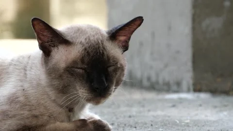 A sleepy cat resting peacefully. Stock Footage 163174698