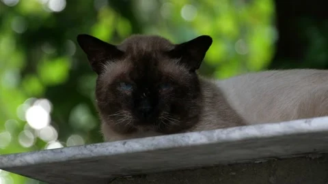 A sleepy cat resting peacefully. Stock Footage 163175100