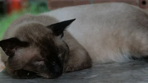 A sleepy cat resting peacefully. Stock Footage 163175209