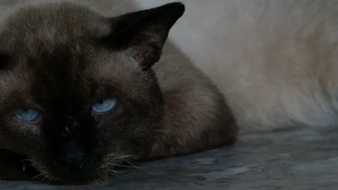 A sleepy cat resting peacefully. Stock Footage 163175268
