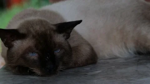 A sleepy cat resting peacefully. Stock Footage 163175325