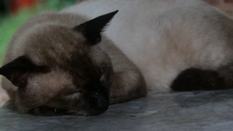 A sleepy cat resting peacefully. Stock Footage 163175369