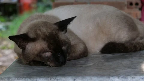 A sleepy cat resting peacefully. Stock Footage 163175484