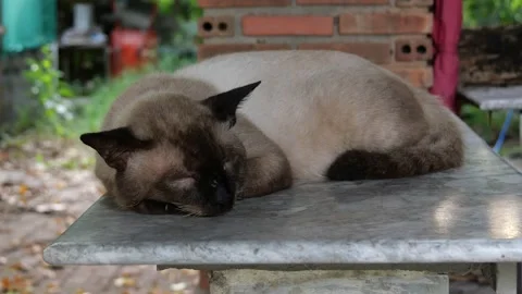 A sleepy cat resting peacefully. Stock Footage 163175568