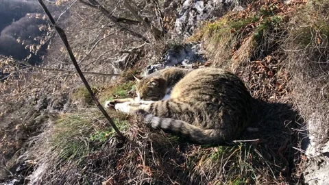 A sleepy cat on the rock Video stock 323758579