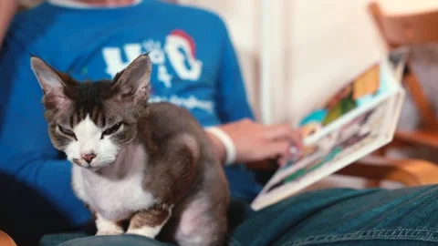 Sleepy cat sits on the leg. In background, a page of a photobook flipping. Video stock 141089484