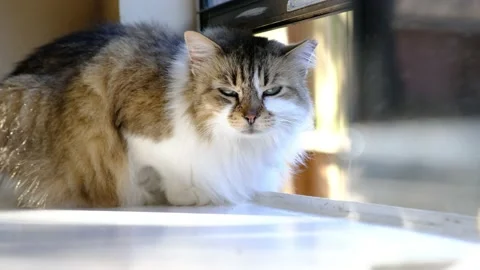 Sleepy cat sitting on  window sill Video stock 150285353