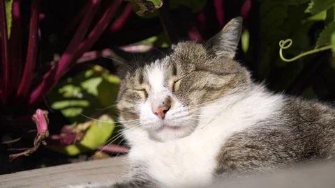 Sleepy cat squinting from the light Stock Footage 116319677