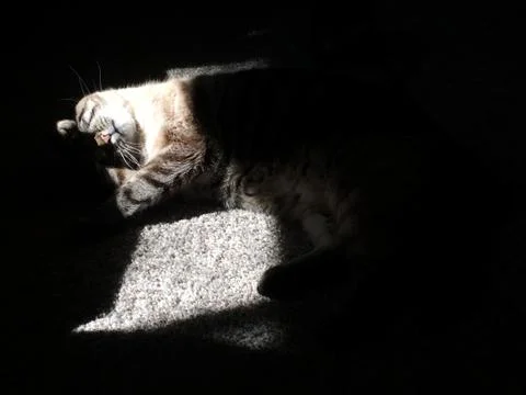 Sleepy Cat in Sunlight 스톡 사진