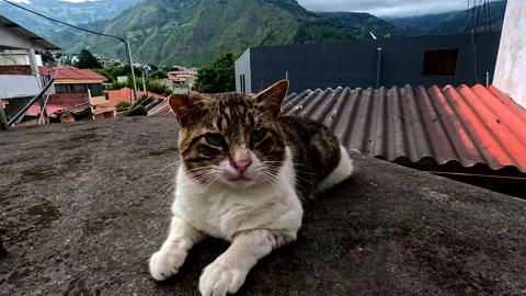 A sleepy cat is waking up, annoyed by the camera 库存影片 336871560