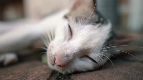 Sleepy Cat Waking up Stock Footage 159868196