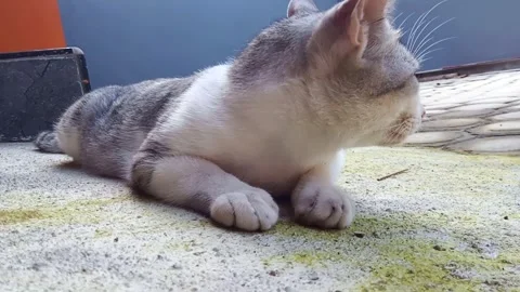Sleepy cat was lying down while looking around Stock Footage 271166454