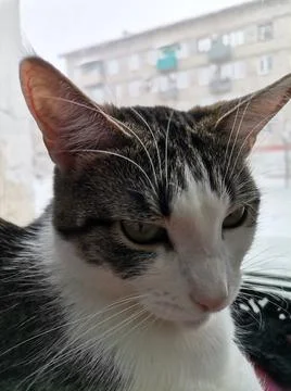 Sleepy  cat on the window Stock Photos