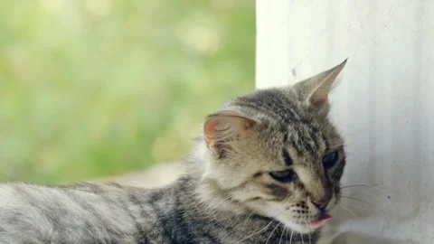 Sleepy cat, yawning cat Stock Footage 219614542