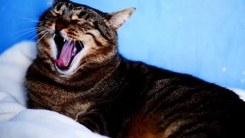 Sleepy cat yawning Stock Footage 99296625